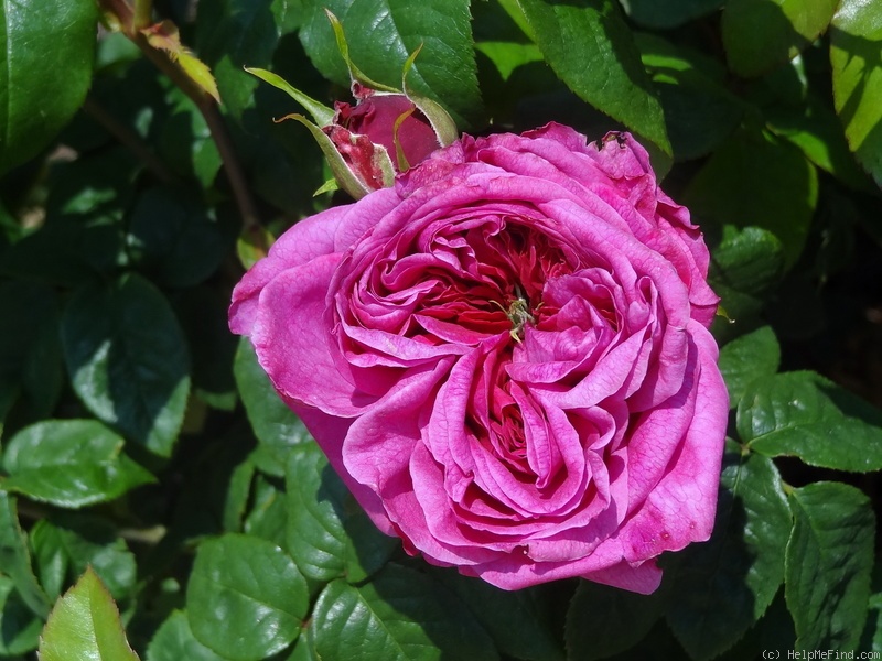'Young Lycidas' rose photo