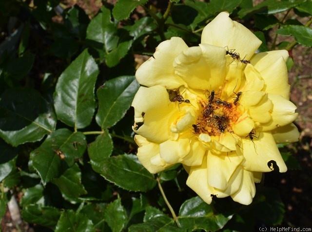 'Souvenir de Claudius Pernet' rose photo