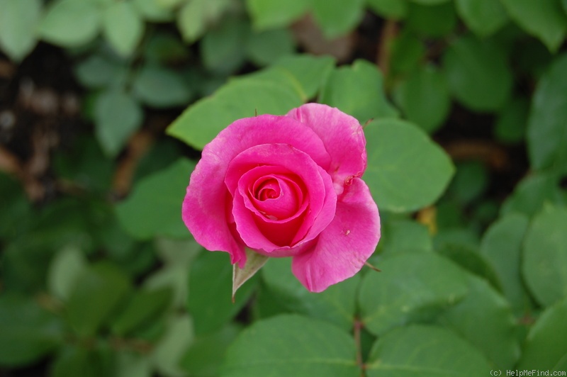 'The McCartney Rose ™' rose photo