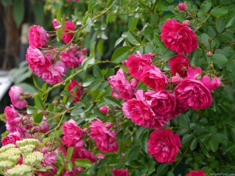 'Excelsa' rose photo