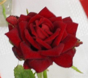 'Maurine Neuberger ™' rose photo