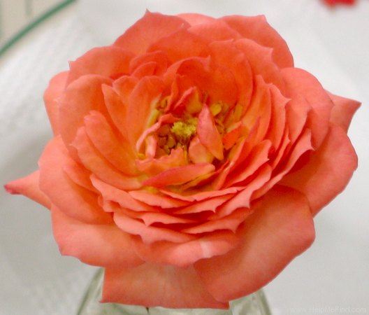 'Ada Perry ™' rose photo