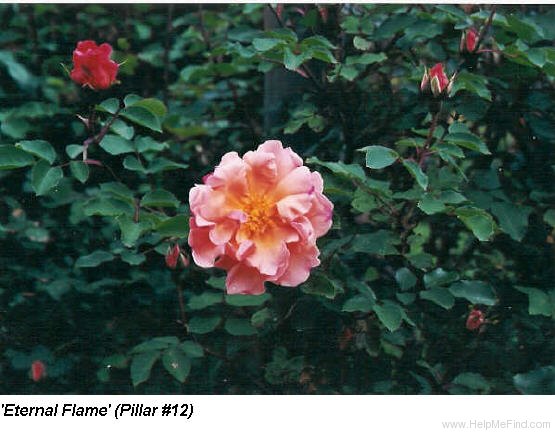 'Eternal Flame (large flowered climber, Brownell, 1955)' rose photo