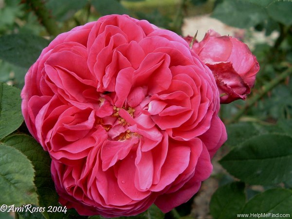 'John Hopper' rose photo