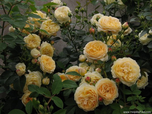 'Teasing Georgia' rose photo