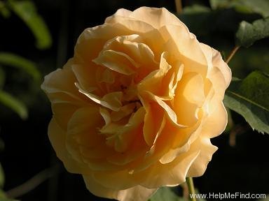 'Graham Thomas' rose photo