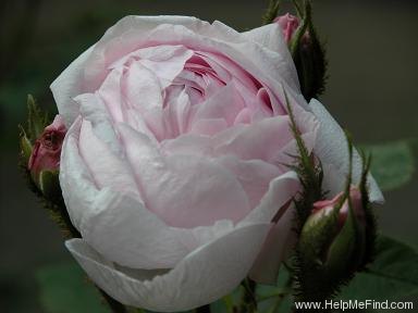 'Gloire Des Mousseux' rose photo
