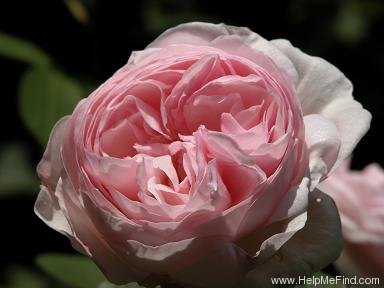 'Heritage ®' rose photo