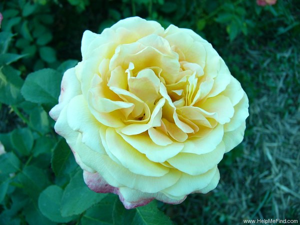 'Adolph Horstmann' rose photo