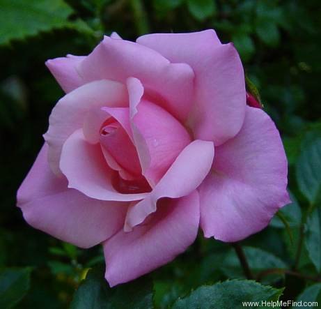 'Care 2000' rose photo