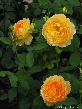 'Molineux' rose photo