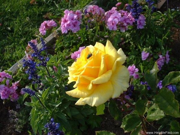 'Limelight (hybrid tea, Kordes, 1984)' rose photo