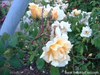 'Francesca (Hybrid Musk, Pemberton, 1922)' rose photo