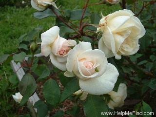 'Devoniensis (Tea, Foster, 1838)' rose photo