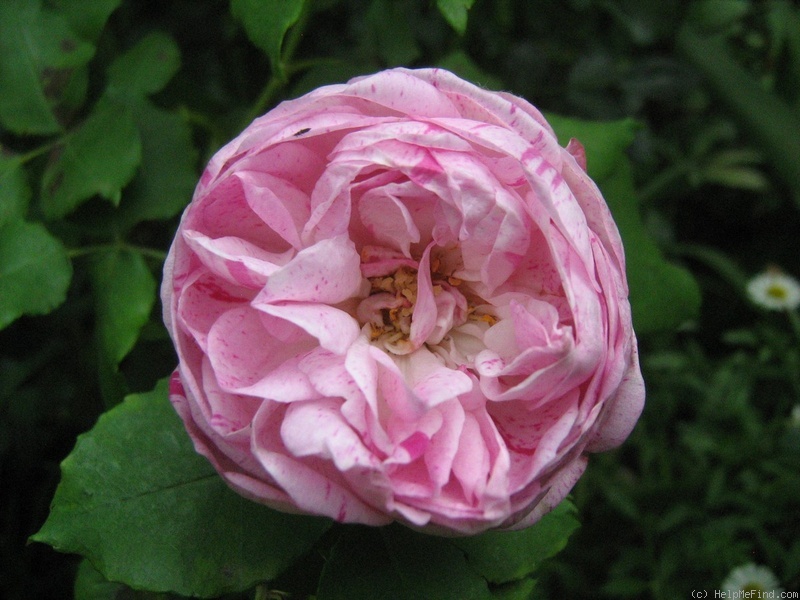 'Honorine de Brabant (Bourbon, Tanne, 1916)' rose photo
