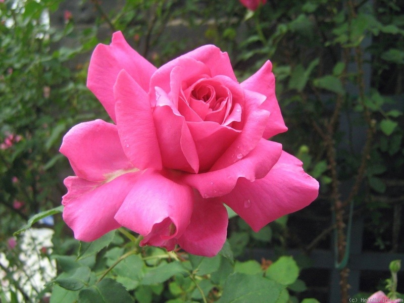 'Mrs. Fred Danks' rose photo