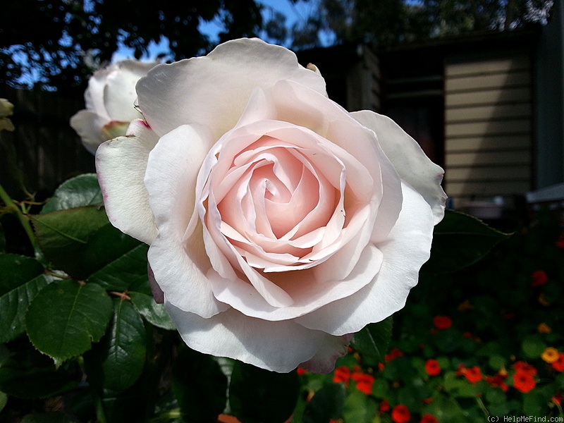 'MEIpikion' rose photo