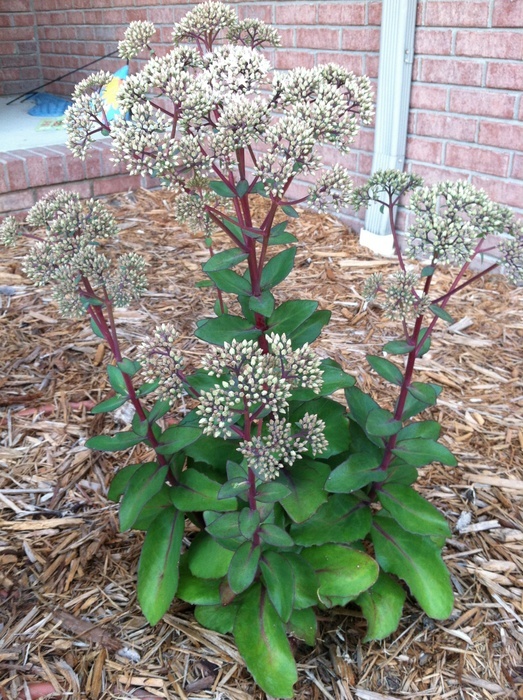 'Mitchell's 1st Garden'  photo