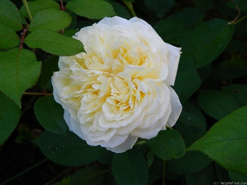 'My Girl (hybrid tea, Evers/Tantau, 2000/06)' rose photo