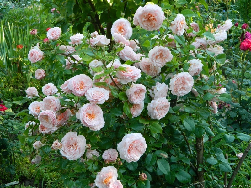 'Schloss Eutin ® Fairy Tale' rose photo