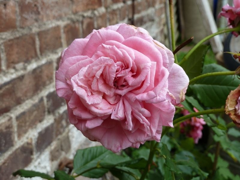 'Wiesenburger Parkprinzesschen' rose photo