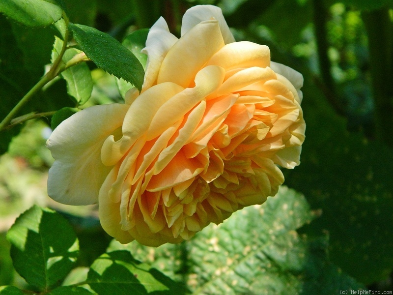 'Teasing Georgia' rose photo