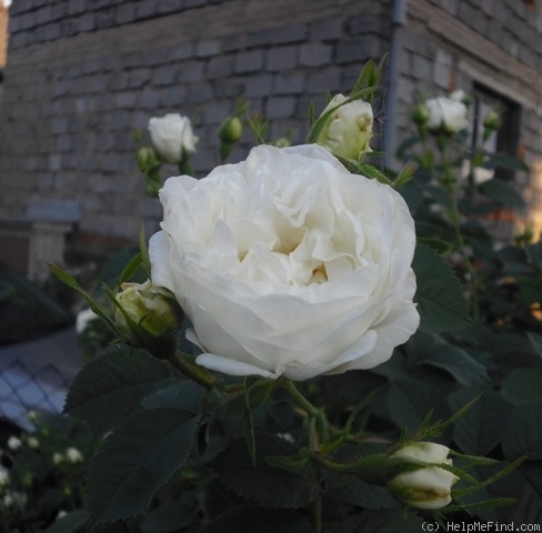 'Alba Maxima' rose photo
