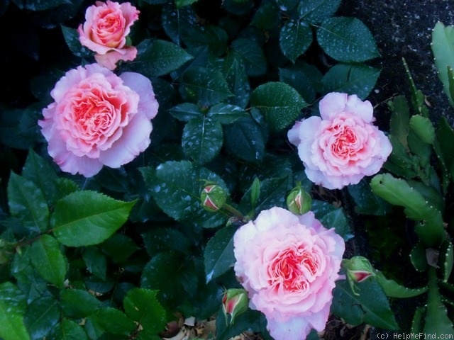 'Augusta Luise ® (Hybrid Tea, Evers, 1999)' rose photo