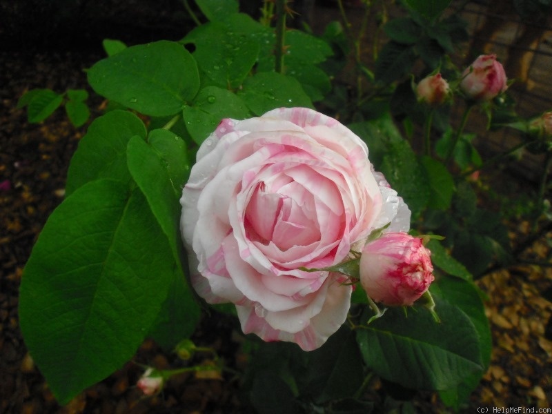 'Cottage Maid (Centifolia/Gallica, Vibert 1839)' rose photo