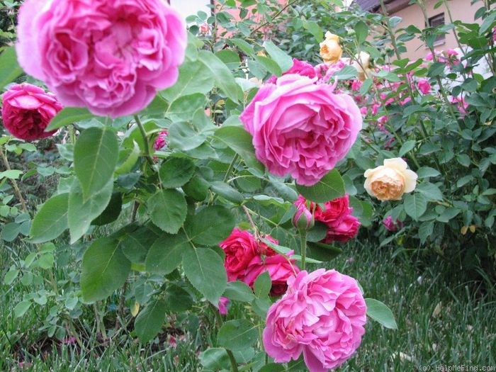 'Paul Neyron (Hybrid Perpetual, Levet, 1869)' rose photo