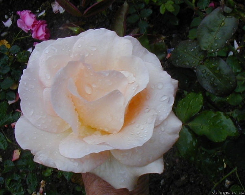 'Alphonse Daudet ®' rose, click to enlarge 'Alphonse Daudet ®' rose photo