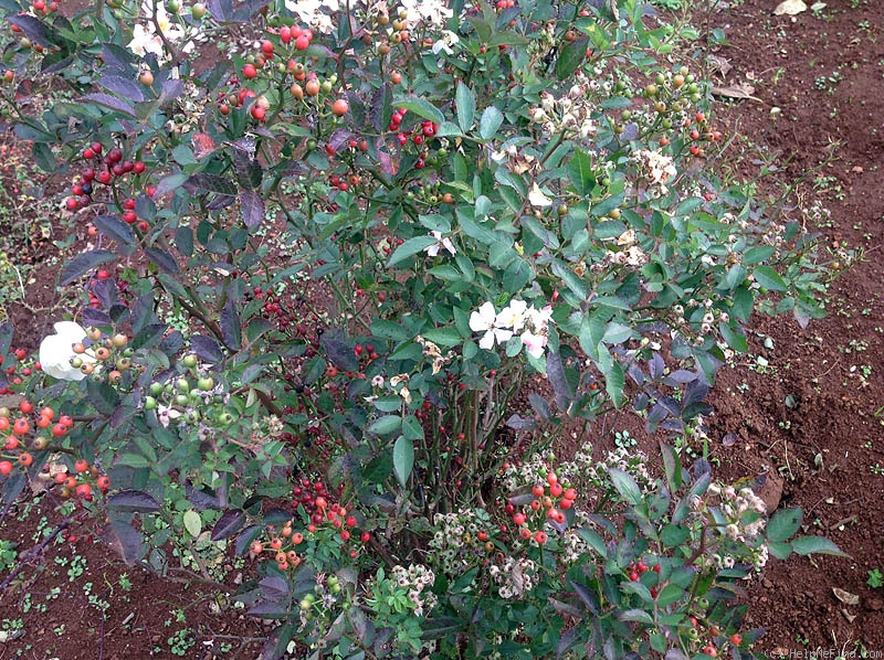 'Angel Wings (hyb. multiflora, Voorwinde 2010)' rose photo