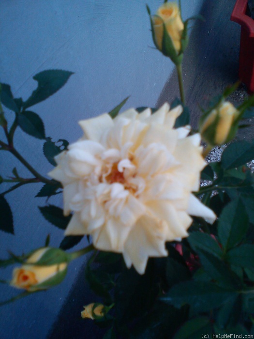 'Atkins Beauty' rose photo