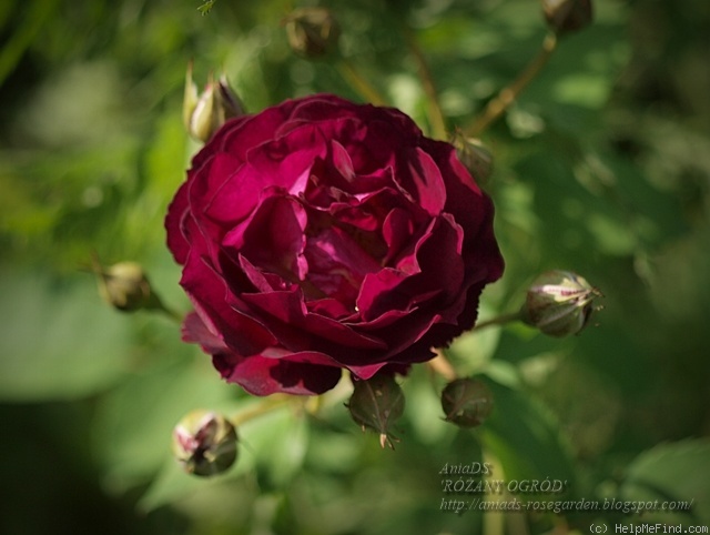 'Rosengarten Zweibrücken ®' rose photo