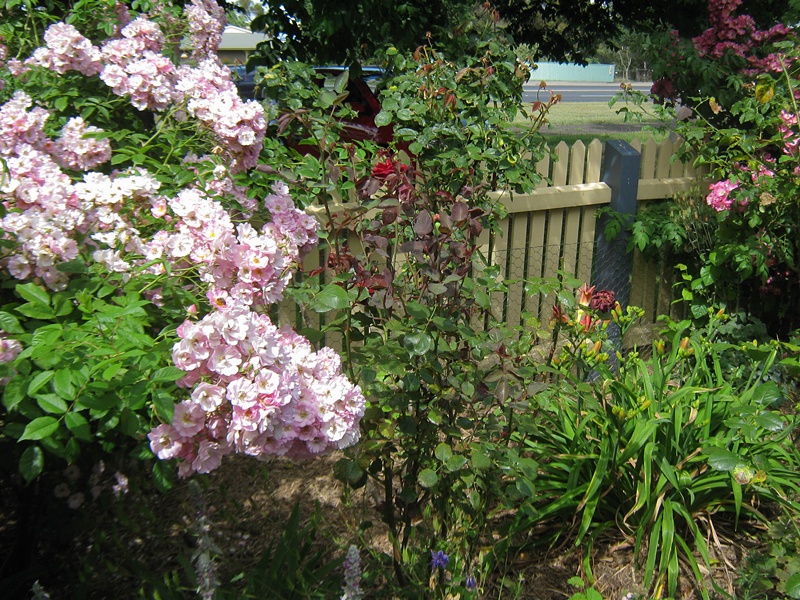 'Alister Clark Memorial Rose Garden (Bulla)'  photo