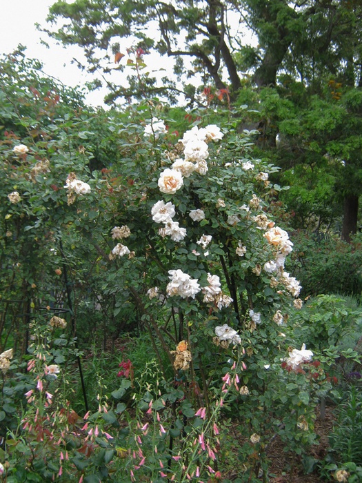 'Alister Clark Memorial Rose Garden (Bulla)'  photo