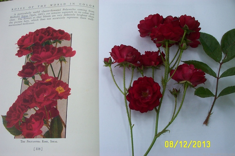 'Ideal (polyantha, van Nes/Spek, 1920)' rose photo