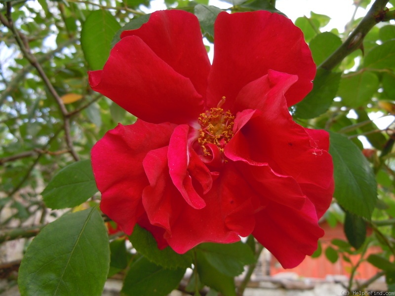 'Raymond Chenault' rose photo