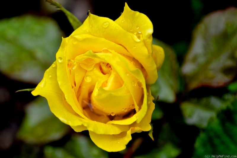 'Sunsprite (floribunda, Kordes 1973)' rose photo