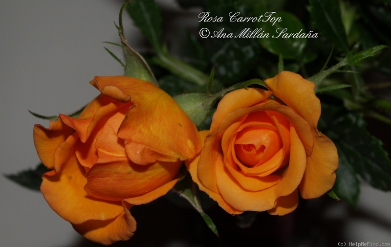 'Carrot Top' rose photo