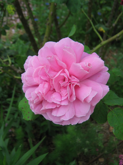 'Mrs. Norman Watson' rose photo