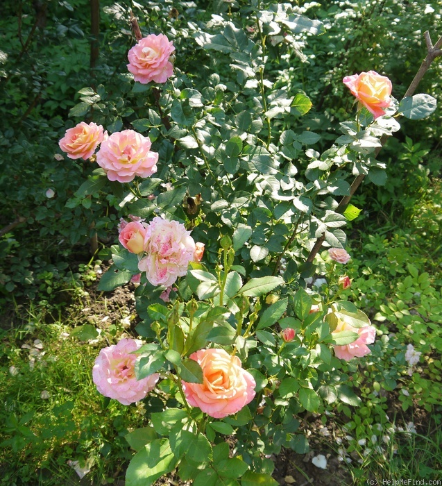 'Inspiration ® (hybrid tea, Noack, 2003)' rose photo