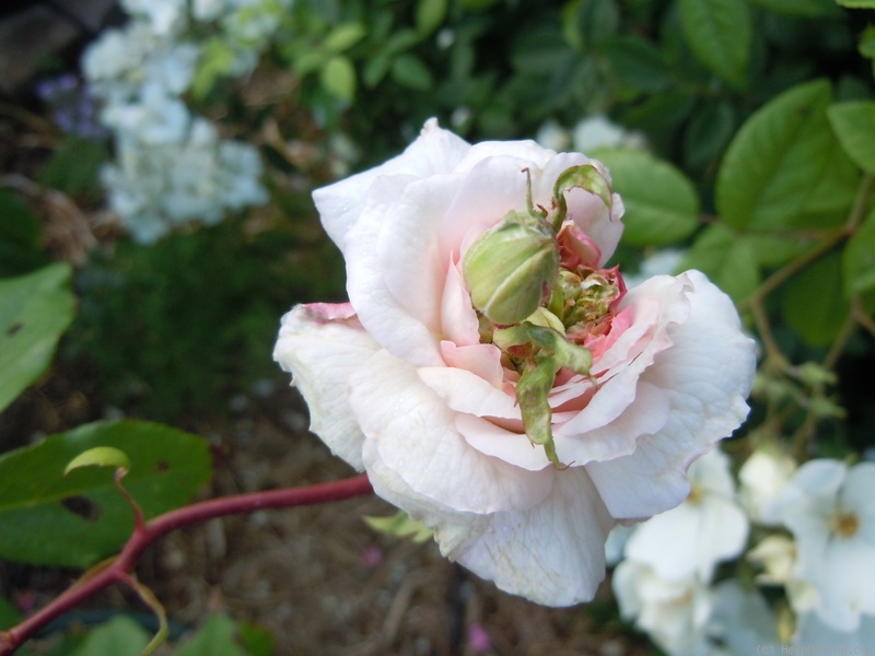 'Bloomfield Abundance' rose photo
