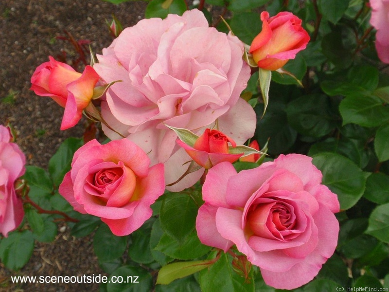 'Pacific Glory' rose photo