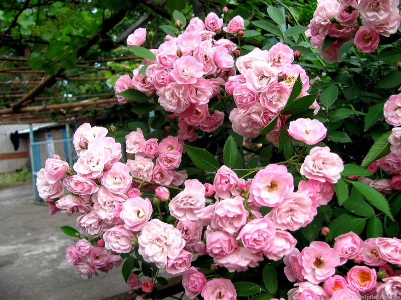 'Heavenly Pink ® (Hybrid Musk, Lens 1997)' rose photo