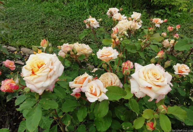 'Caramella ™ (shrub, Kordes before 2000)' rose photo
