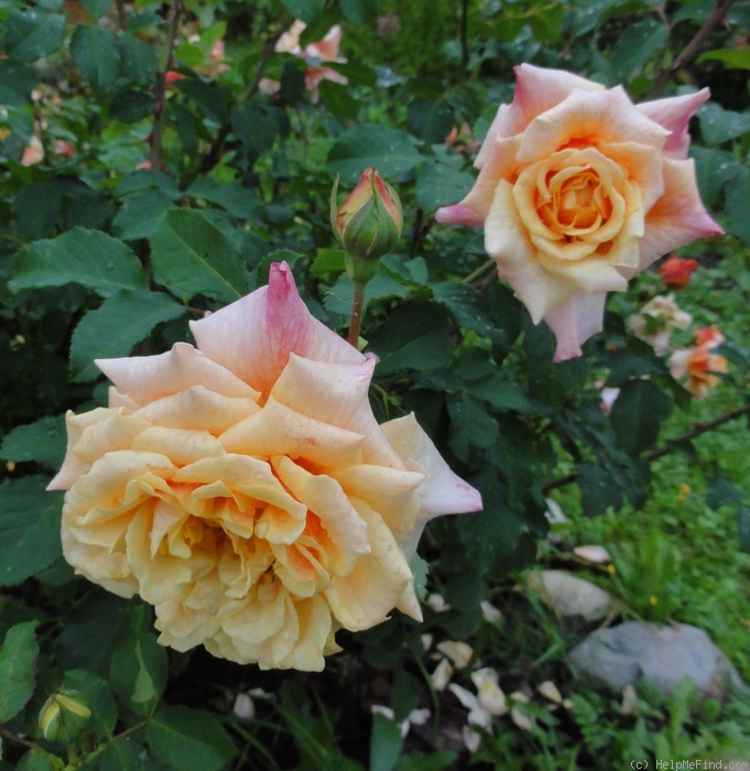 'Caramella ™ (shrub, Kordes before 2000)' rose photo