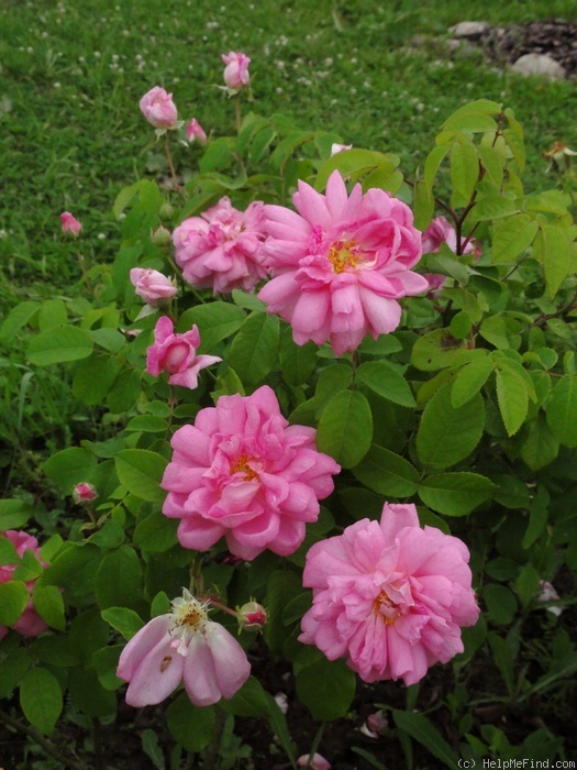 'Ispahan (damask, Unknown, before 1827)' rose photo