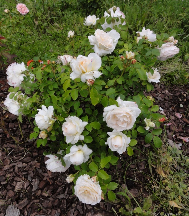 'Kosmos ® Fairy Tale (floribunda, Kordes, 2006)' rose photo