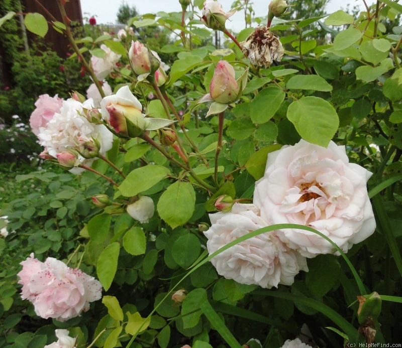 'Martine Guillot ®' Rose